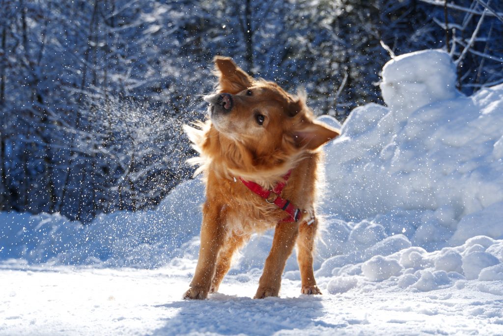 Golden Retriever Schnee