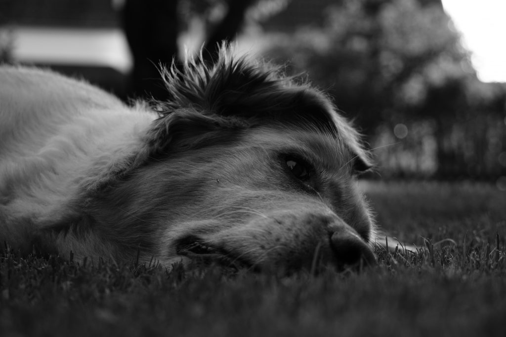 Golden Retriever schwarz weiß