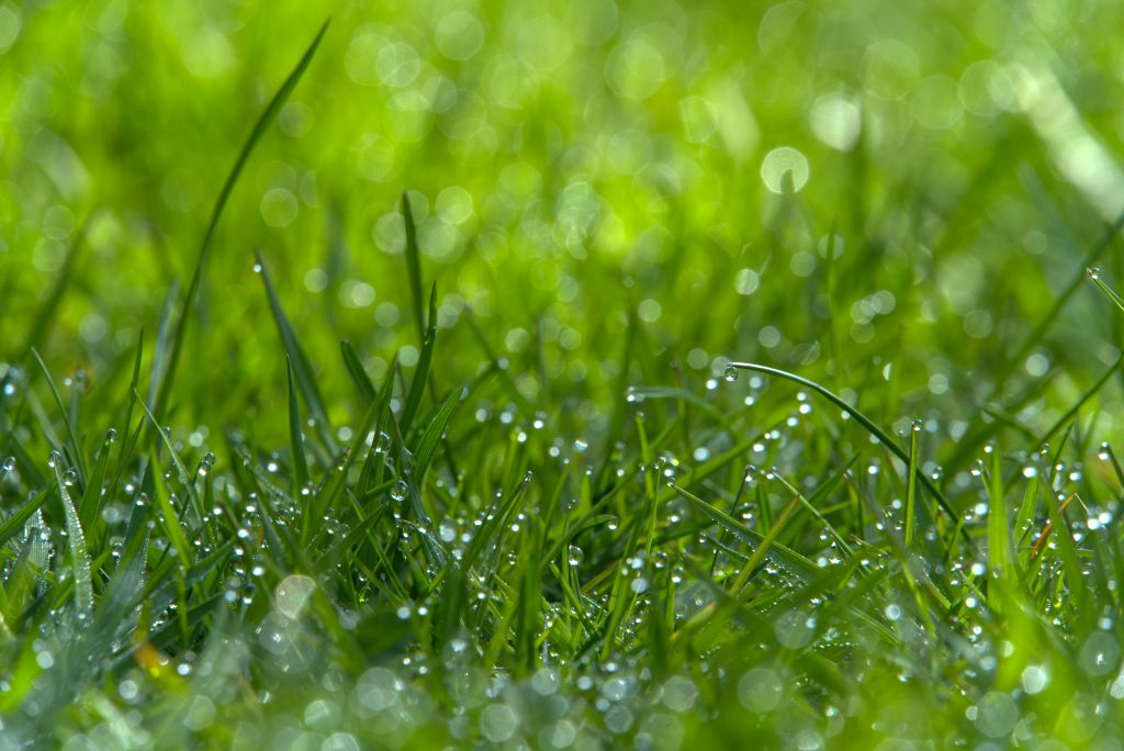 Tropfen Gras