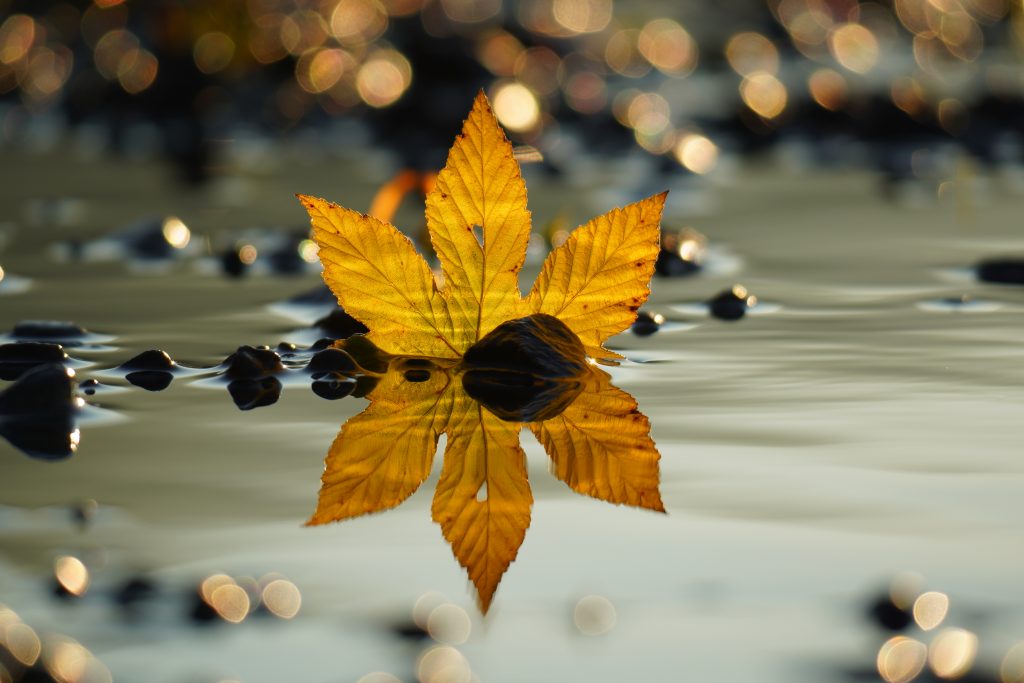 Herbst Blatt Walchensee