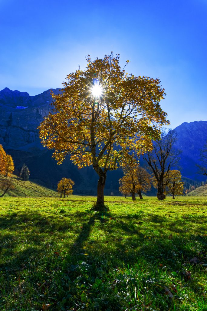 Herbstfärbung großer Ahornboden