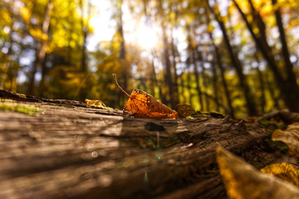Herbstwald