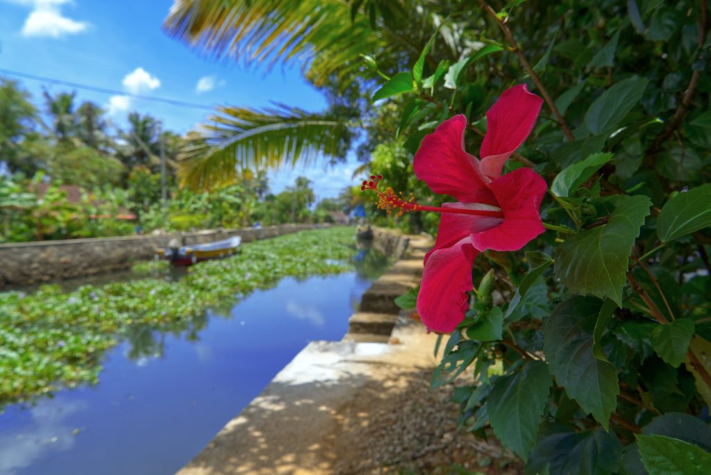 Kerala Hibiskus Backwaters