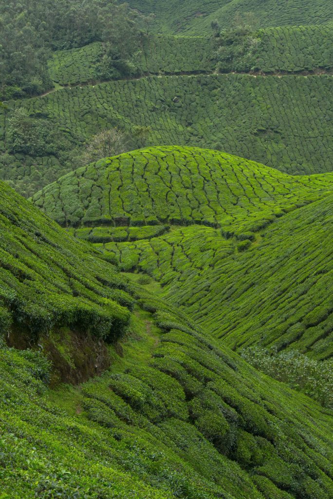 Kerala Munnar Tee Plantagen