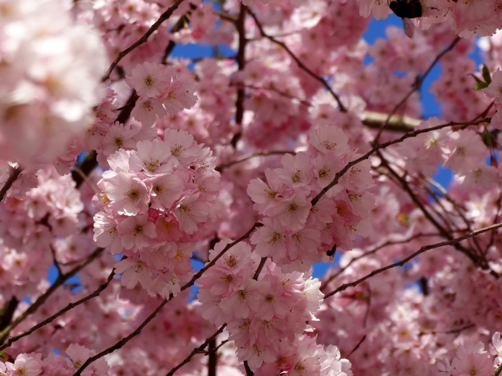 Kirschblüten Frühling