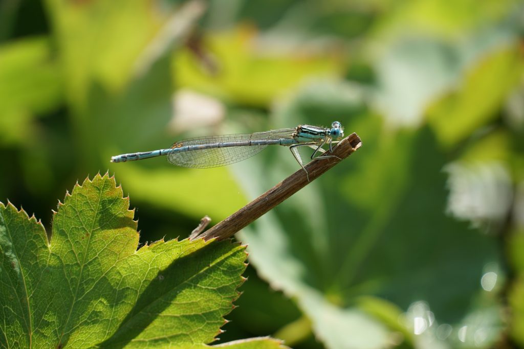 Libelle makro