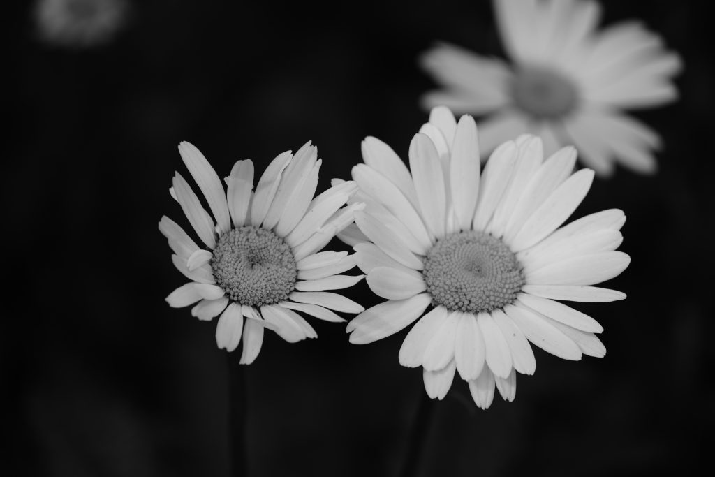 Margeriten schwarz weiß