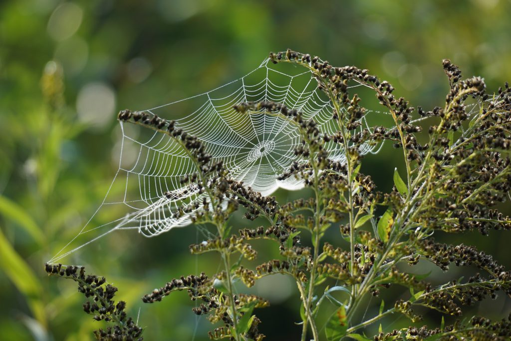 Spinnennetz Morgentau