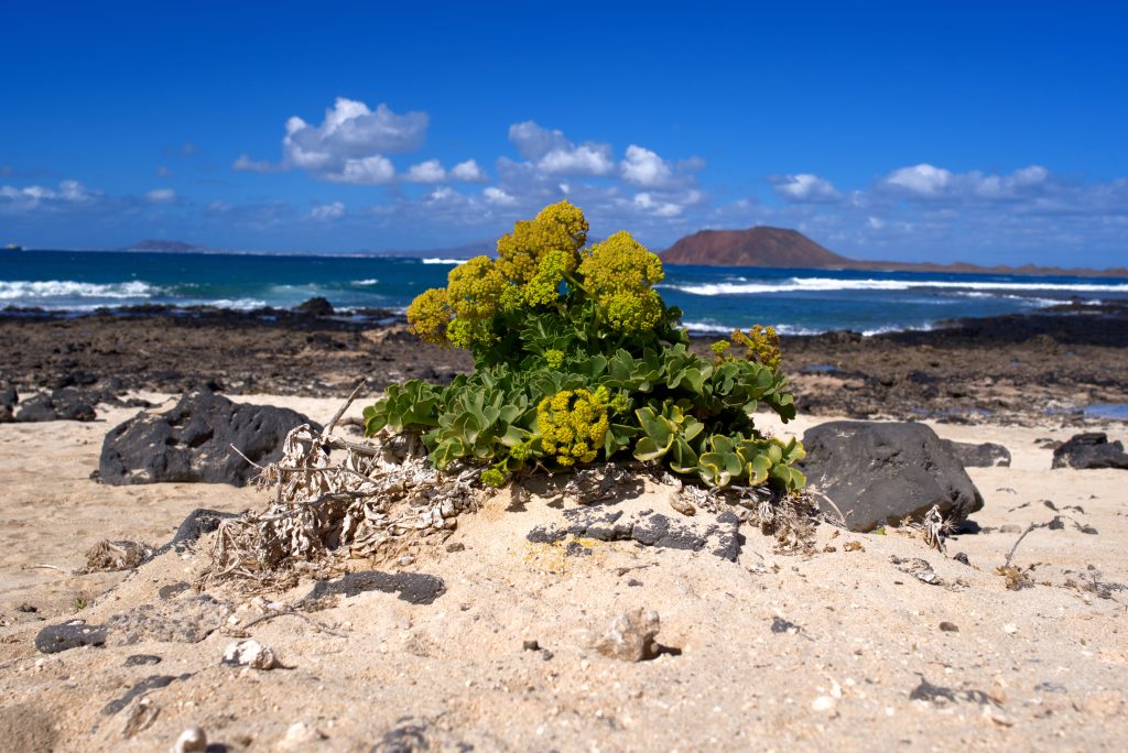 Fuerteventura